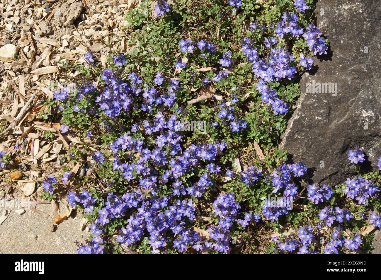 Veronica oltensis, speedwell timo-foglia Foto Stock