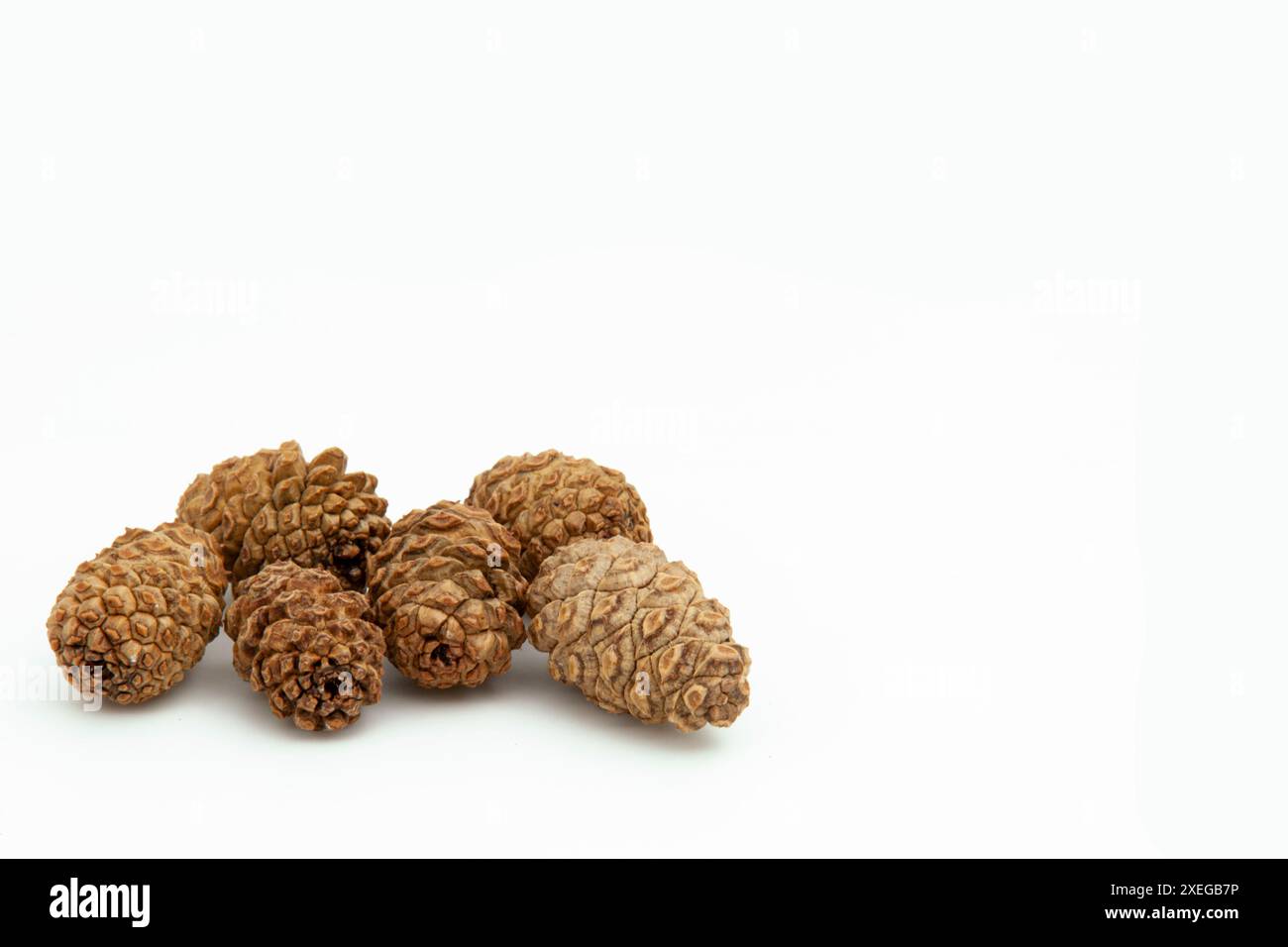 Raccolta di coni di cedro asciutti di piccole dimensioni su fondo bianco, sdraiati in un mucchio. Coni testurizzati. Orizzontale. Per banner. Foto Stock