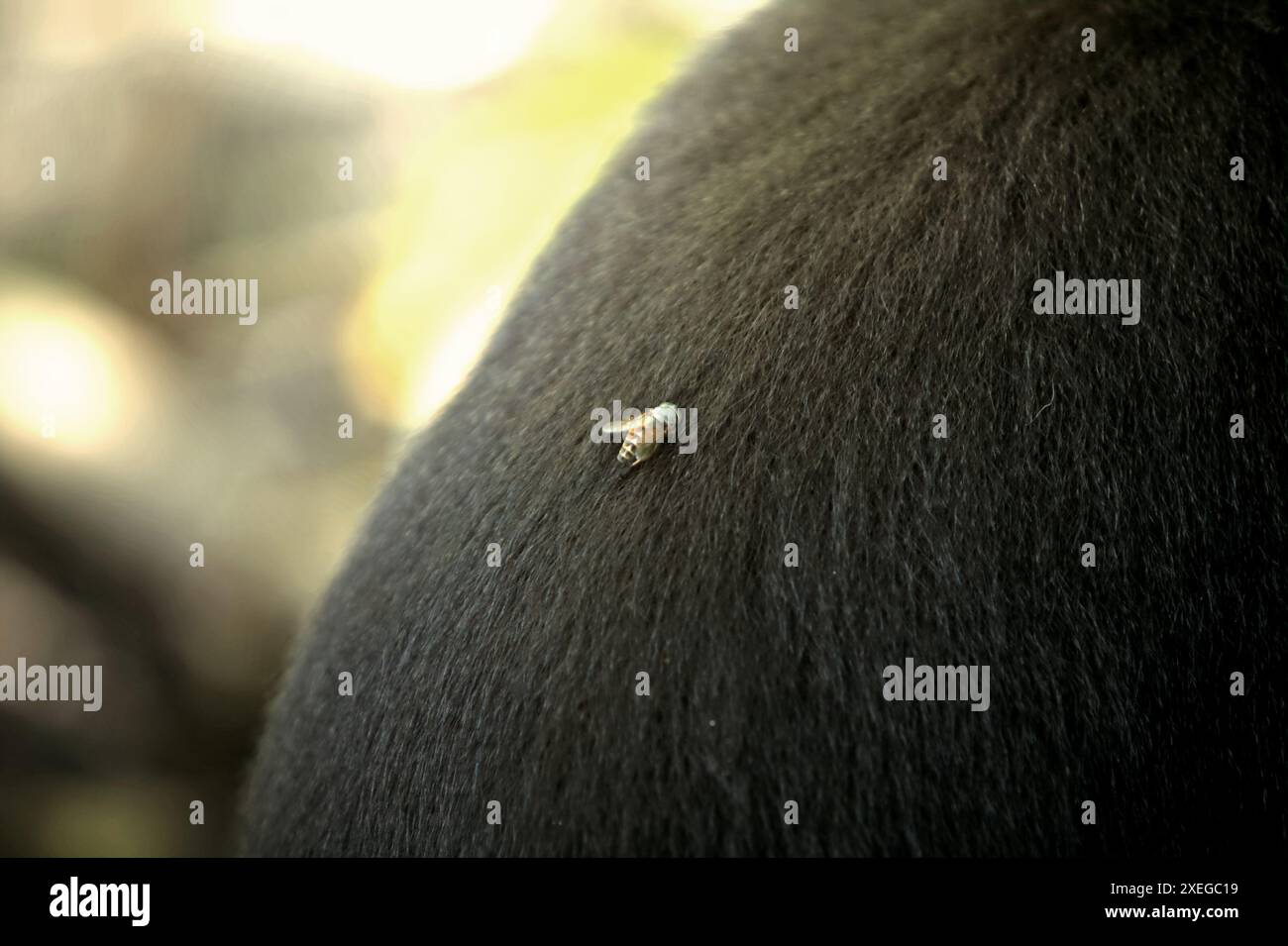Una mosca si trova sul retro di un macaco crestato (Macaca nigra) che si trova a terra nella foresta di Tangkoko, Sulawesi settentrionale, Indonesia. Foto Stock