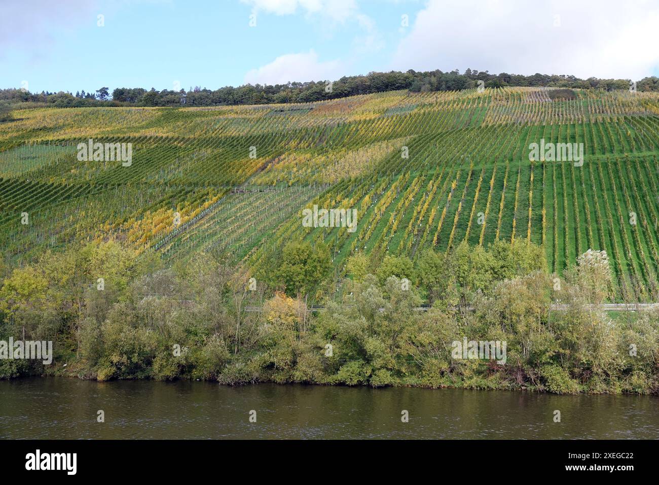 Vigneto sulla Mosella Foto Stock