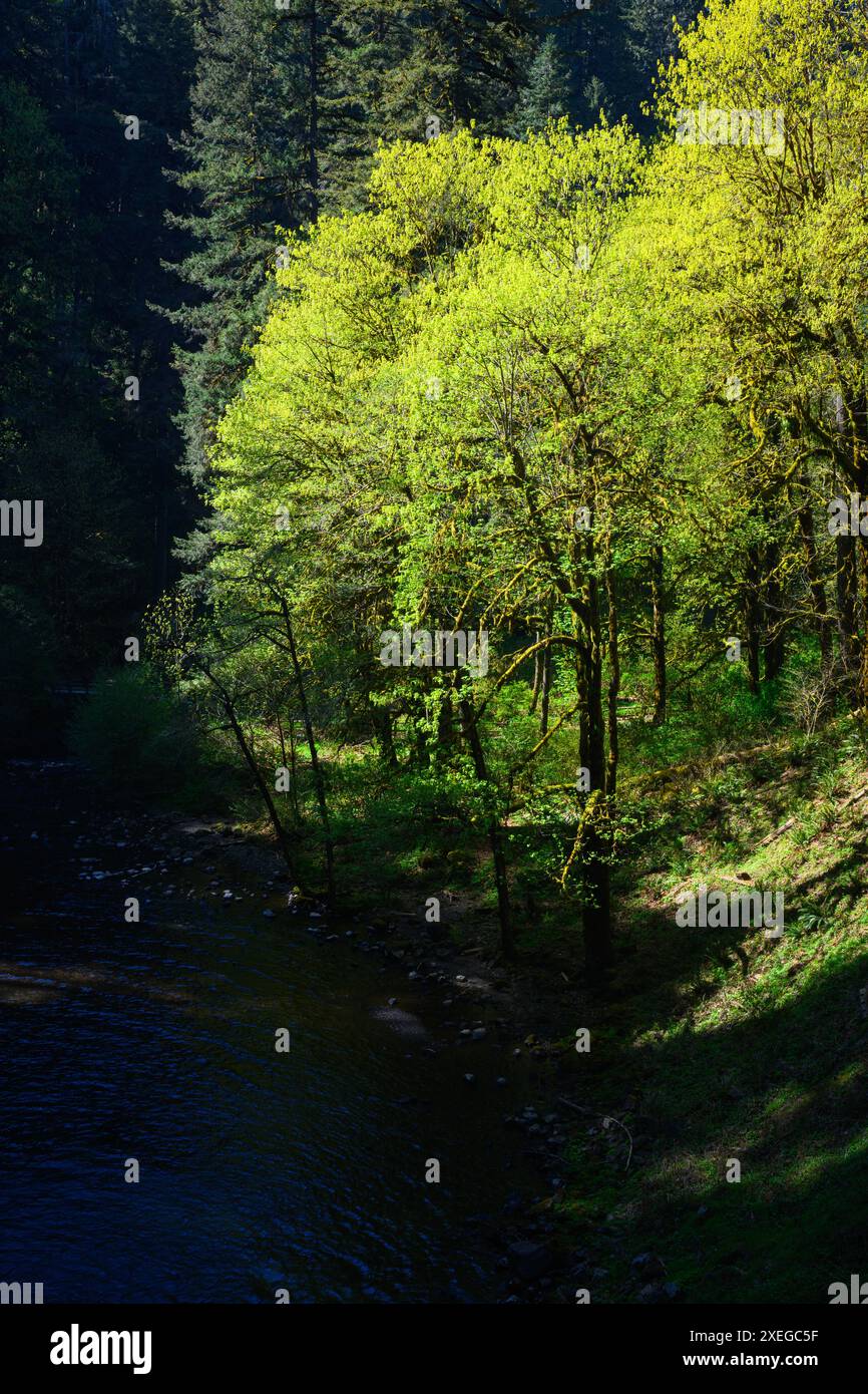 Lussureggianti alberi verdi con muschio nella valle con ombre scure in primavera in un paesaggio idilliaco Foto Stock