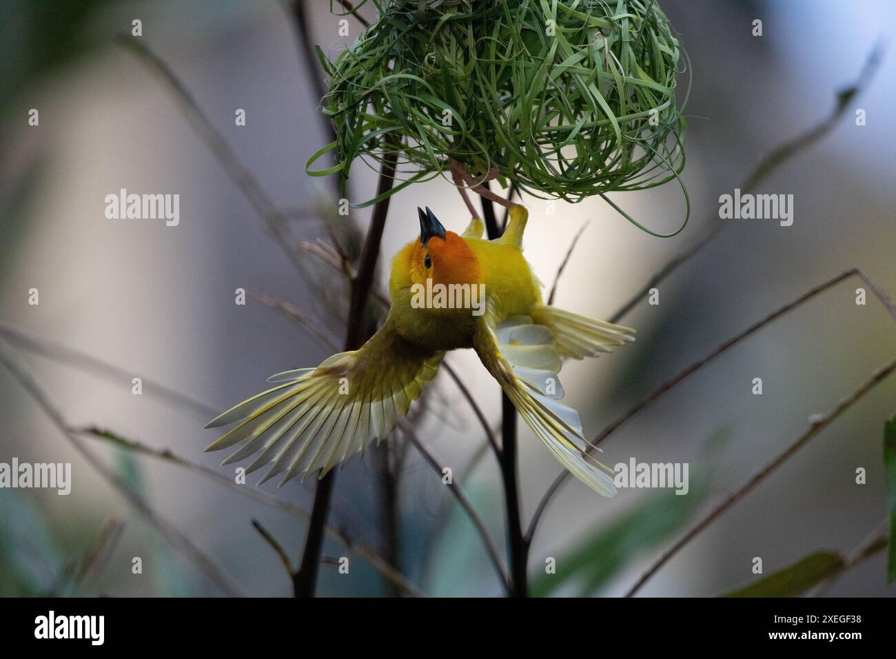 Gli uccelli tessitori (Ploceidae) dall'Africa, i finch di Widah costruiscono un nido. Spalmare le ali congelate Foto Stock