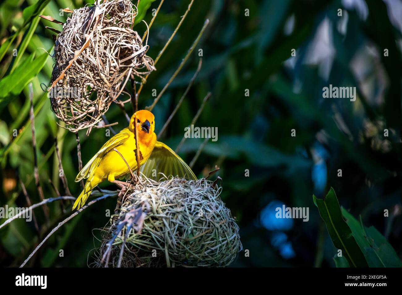 Gli uccelli tessitori (Ploceidae) dall'Africa, i finch di Widah costruiscono un nido. Spalmare le ali congelate Foto Stock