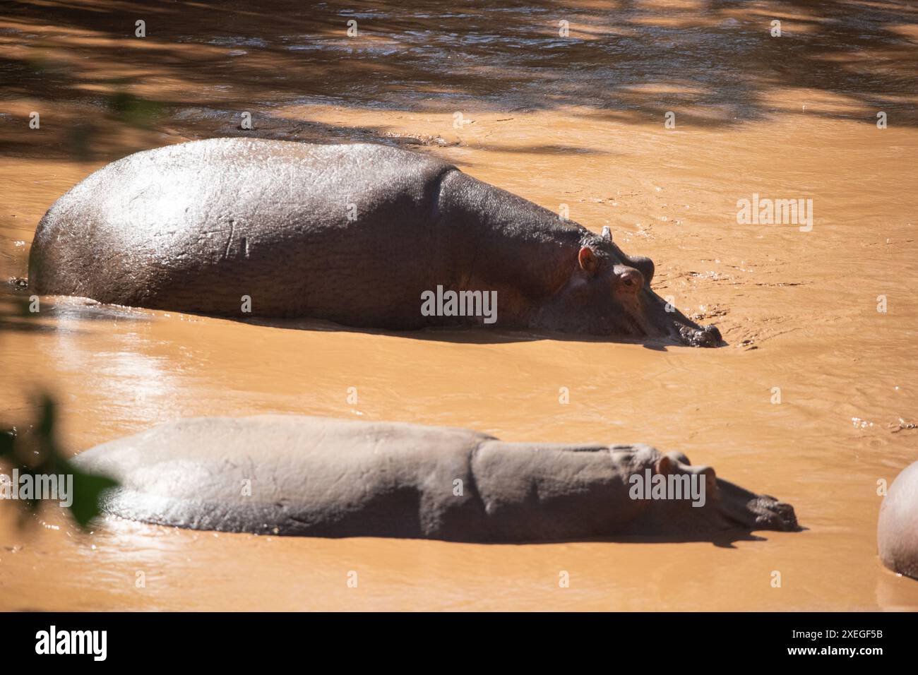 Ippopotami nell'acqua. Ippopotami in Kenya rilassati in un fiume. Foto di Safari in Africa Foto Stock