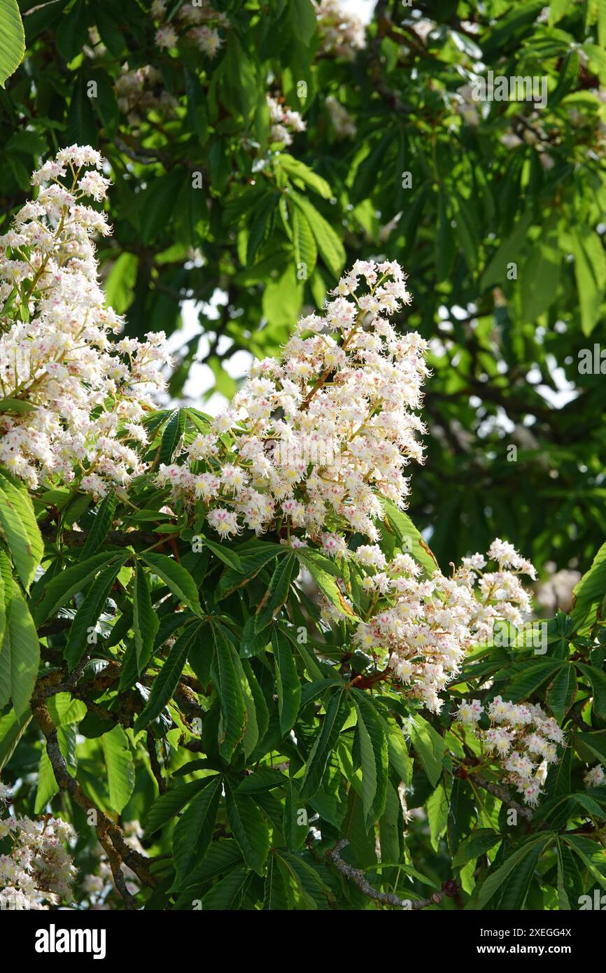 Aesculus ippocastanum, castagno di cavallo Foto Stock
