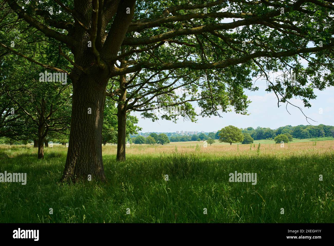 Paesaggio nel Richmond Park in estate, Greater London, Regno Unito Foto Stock