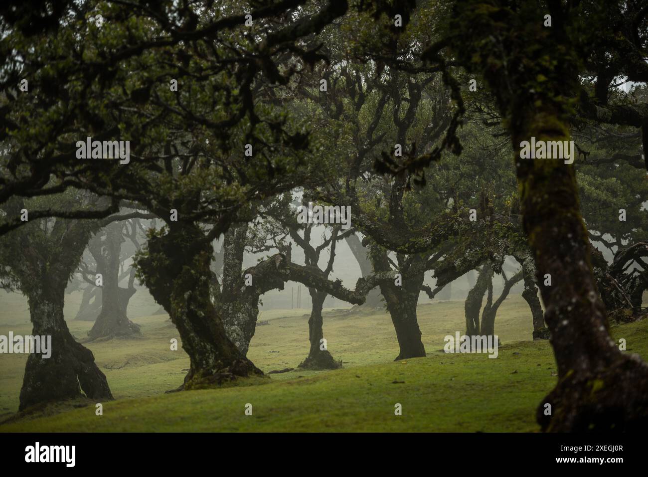 Alberi di Laurissilva secolari nella mistica foresta nebbiosa di Fanal nell'isola di Madera, Portogallo Foto Stock