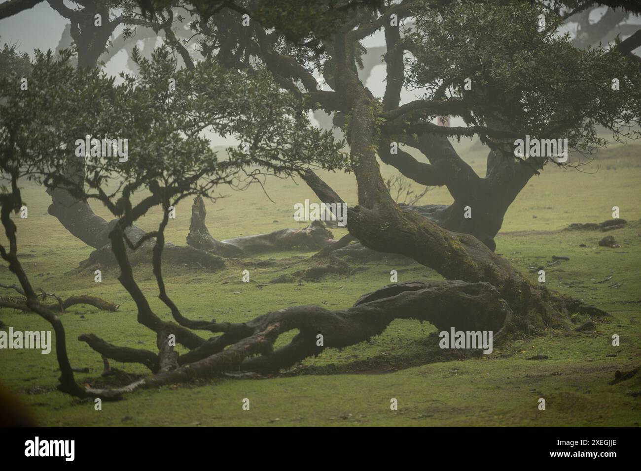 Alberi di Laurissilva secolari nella mistica foresta nebbiosa di Fanal nell'isola di Madera, Portogallo Foto Stock