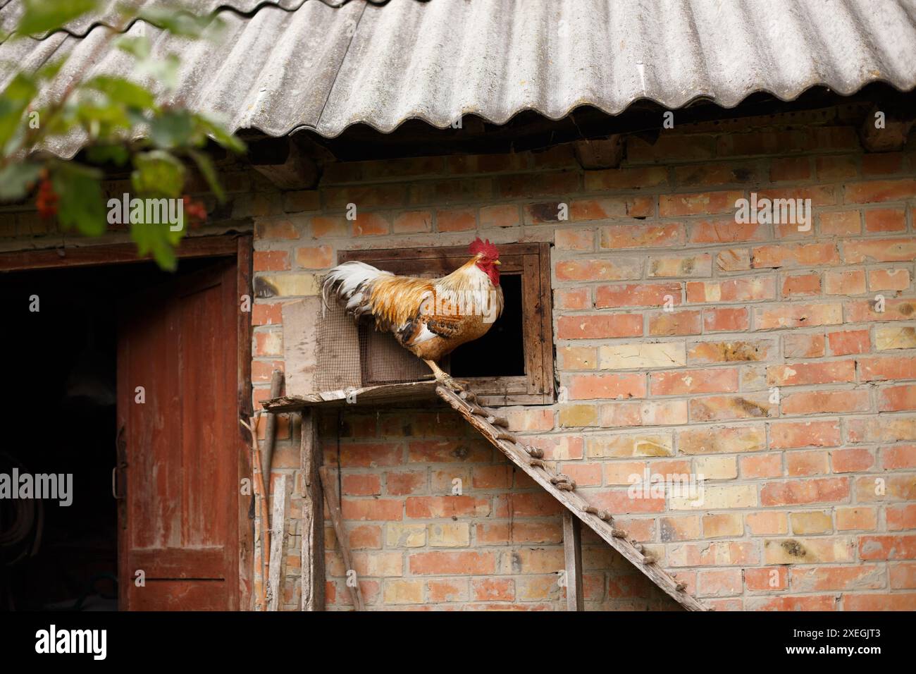 Un gallo sta su una scala che porta alla porta del coop, guardando fuori il giorno. Foto Stock