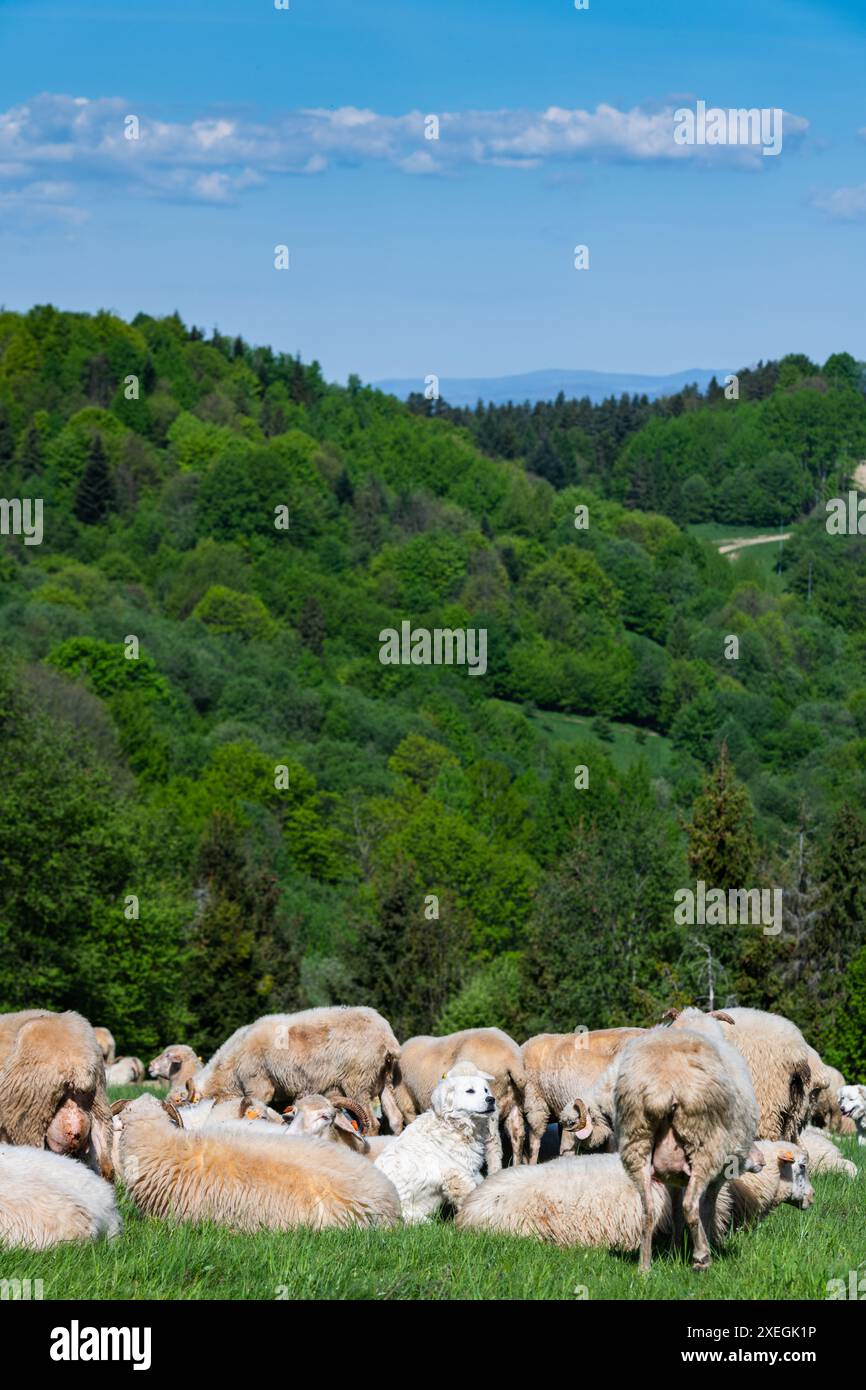 Pascolo tradizionale di pecore sui prati dei Monti Pieniny in Polonia. Pecore pascolo primaverile. Foto Stock