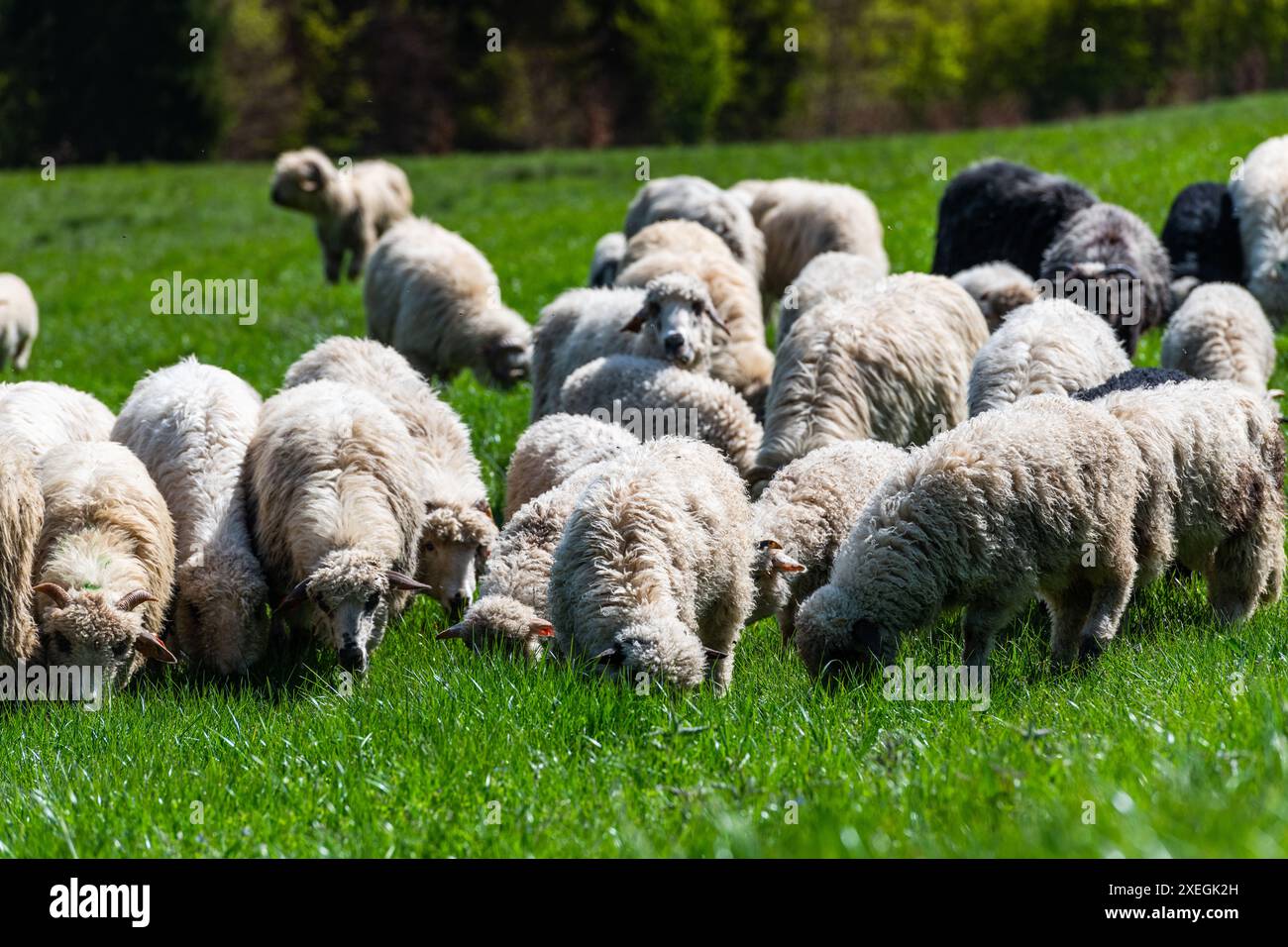 Pascolo tradizionale di pecore sui prati dei Monti Pieniny in Polonia. Pecore pascolo primaverile. Foto Stock