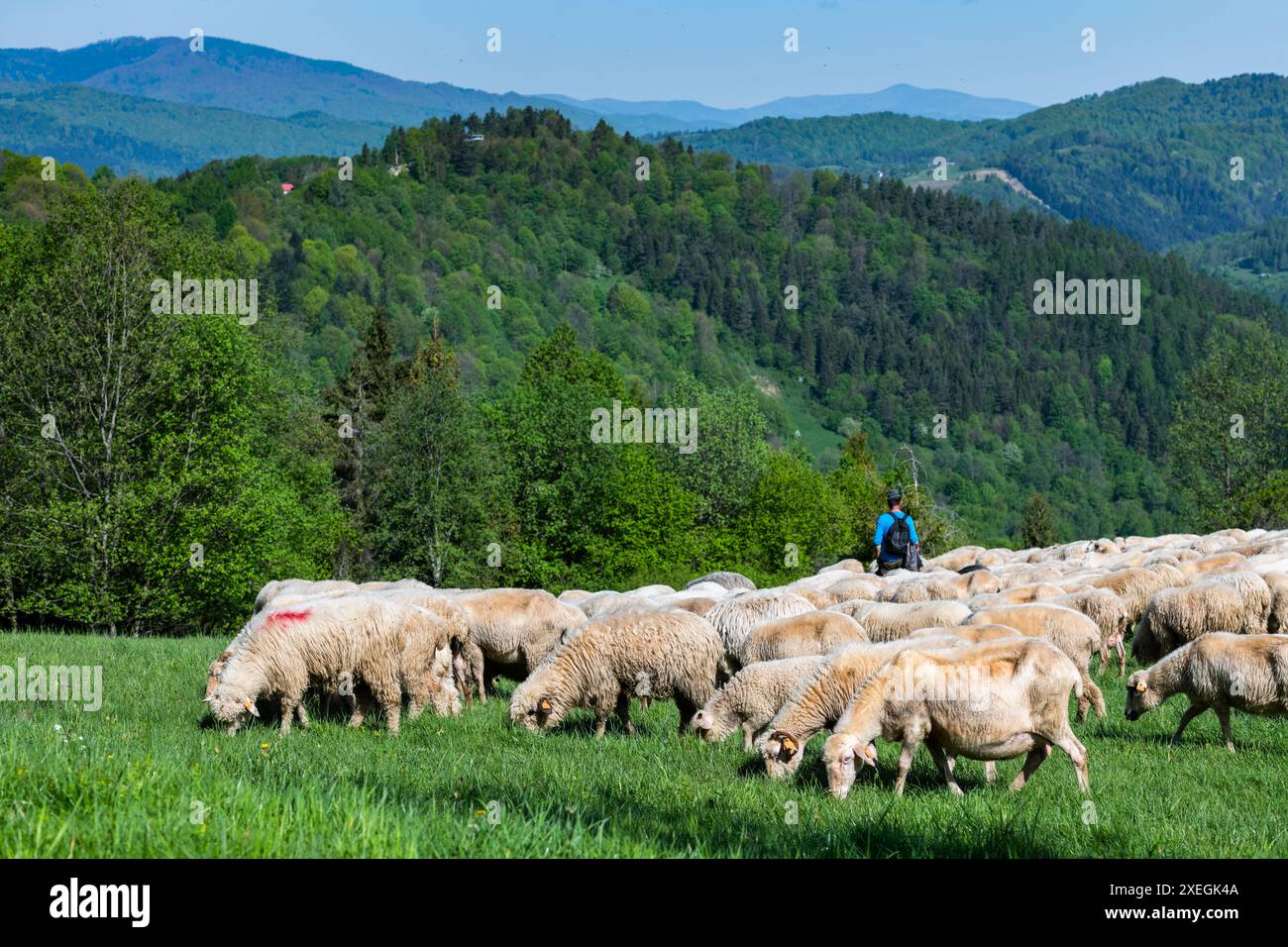 Pascolo tradizionale di pecore sui prati dei Monti Pieniny in Polonia. Pecore pascolo primaverile. Foto Stock