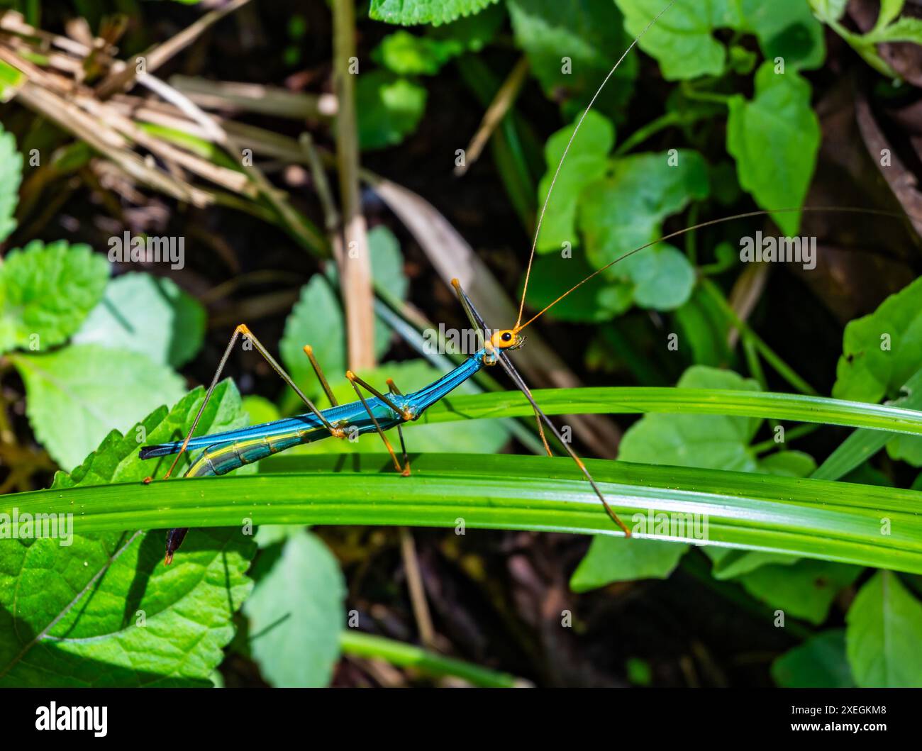 Un colorato Stick Insect (Marmessoidea sp.) su una foglia. Sarawak, Borneo, Malesia. Foto Stock