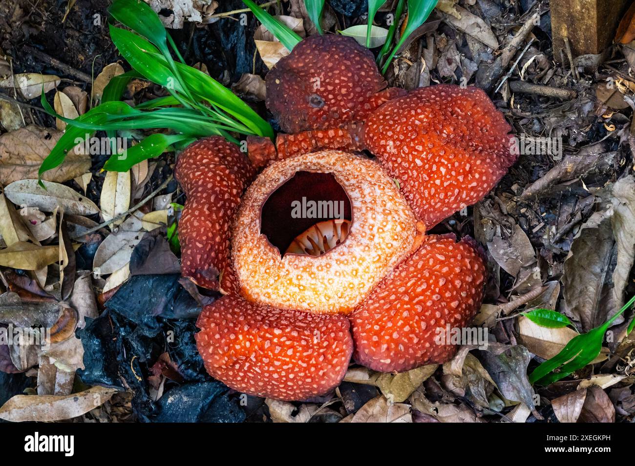 Rafflesia (Rafflesia keithii) fiore in fiore. Sabah, Borneo, Malesia. Foto Stock