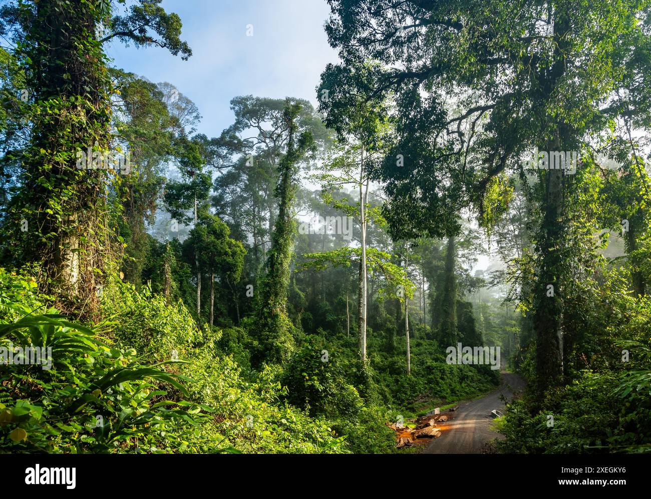 Lussureggiante foresta pluviale. Danum Valley, Sabah, Borneo, Malesia. Foto Stock