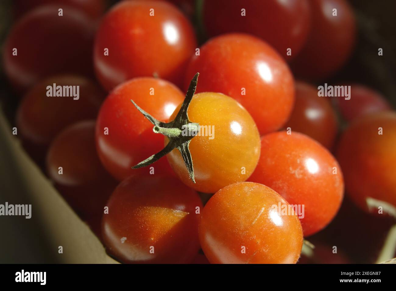 Solanum esculentum creativo, cocktail, pomodori Foto Stock