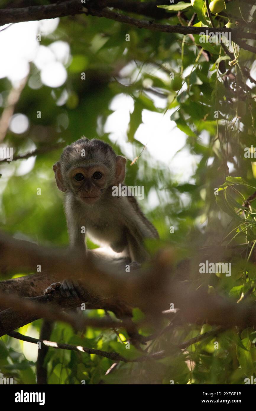 Piccola scimmia nell'albero in cerca di frutta. Scimmie, Mombasa, Kenya, Africa Foto Stock