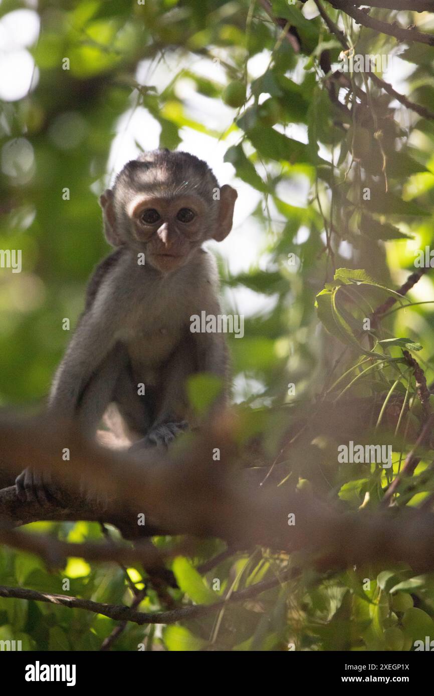 Piccola scimmia nell'albero in cerca di frutta. Scimmie, Mombasa, Kenya, Africa Foto Stock