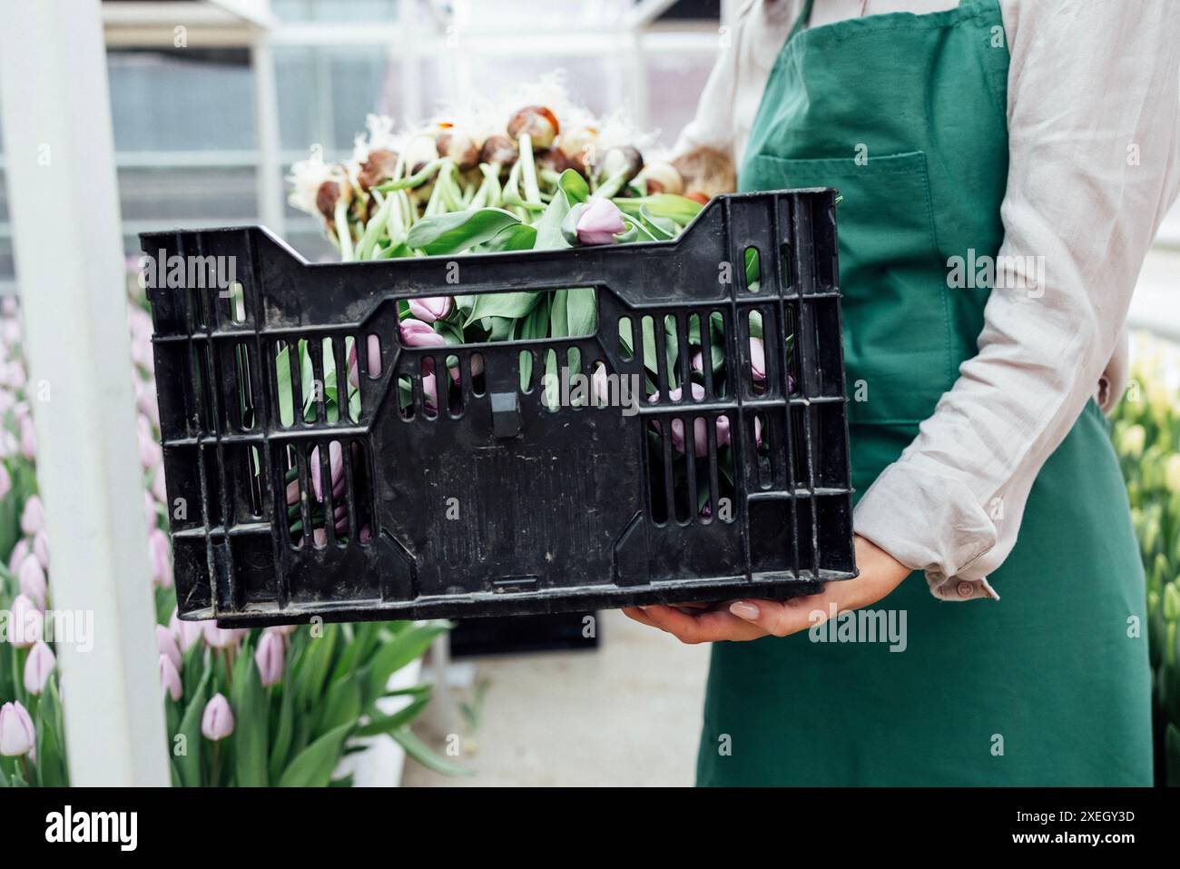 Giovane donna africana sorridente in abbigliamento casual e grembiule verde con piantine di tulipani Foto Stock