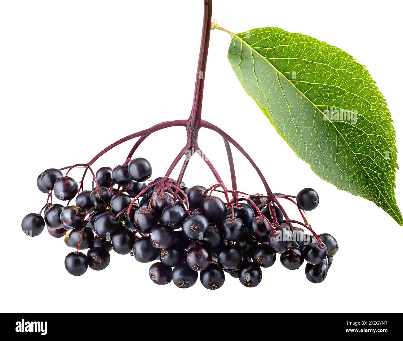 Ammasso isolato di sambuchi maturi e foglia verde brillante su sfondo bianco con un percorso di ritaglio Foto Stock