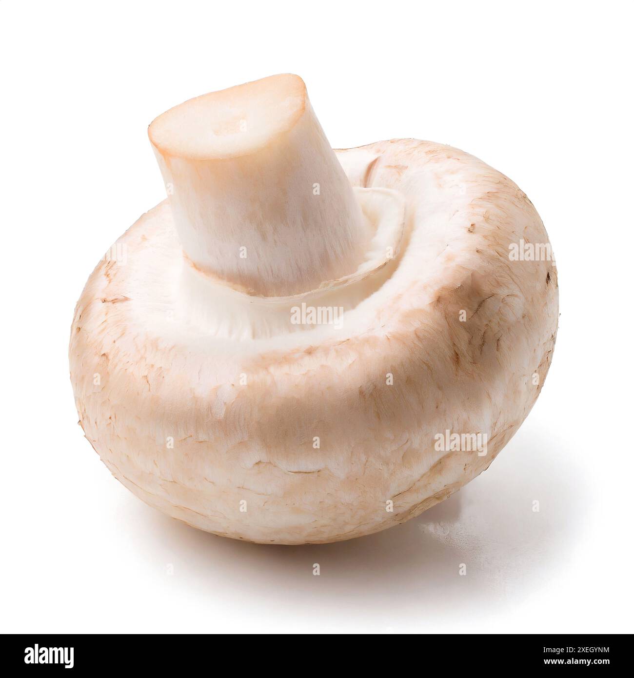 Primo piano di un singolo fungo bianco, agaricus bisporus, su una superficie bianca pulita Foto Stock