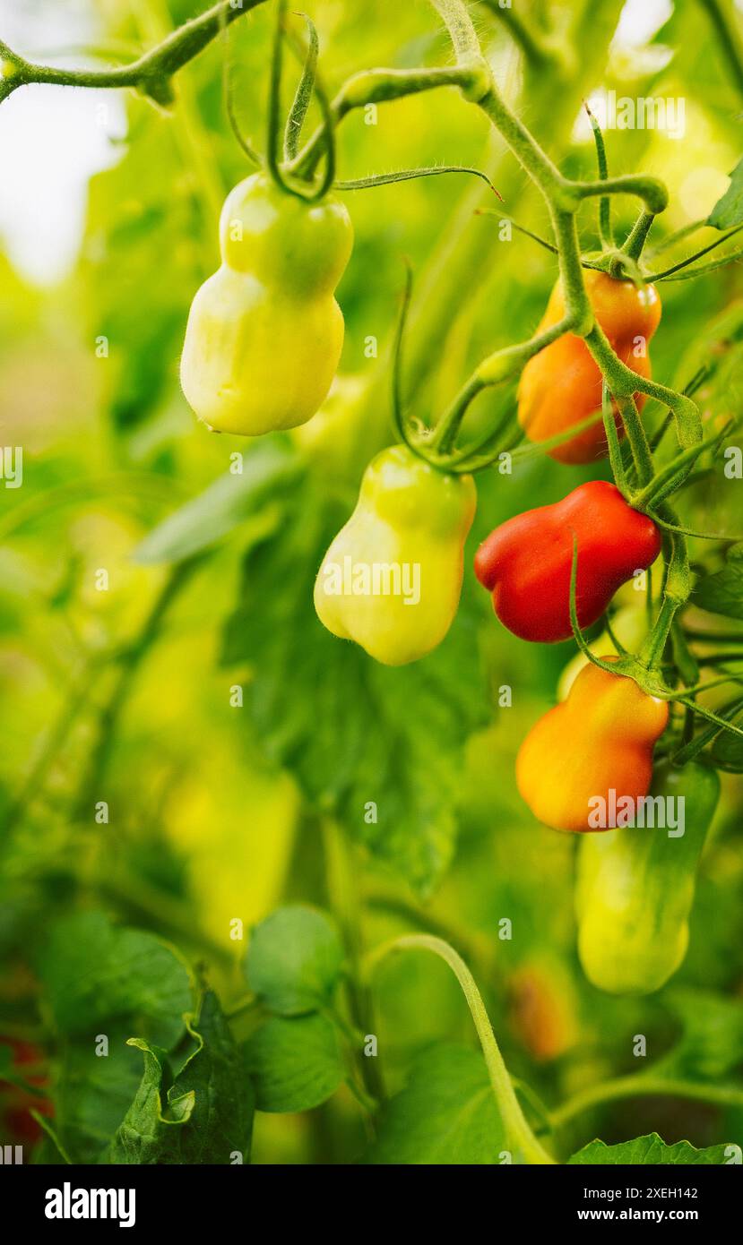 Diversi tipi di pomodori. Raccolta delle varietà di pomodori Foto Stock