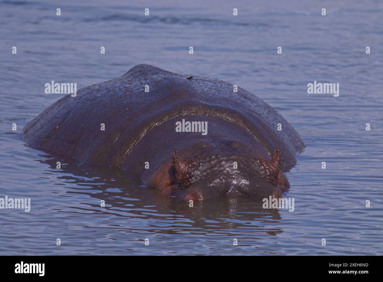 Ippopotami che nuotano e galleggiano in acqua; toro di ippopotamo con la testa fuori dall'acqua; ippopotamo anfibio dal basso Sabie, Kruger Park Foto Stock