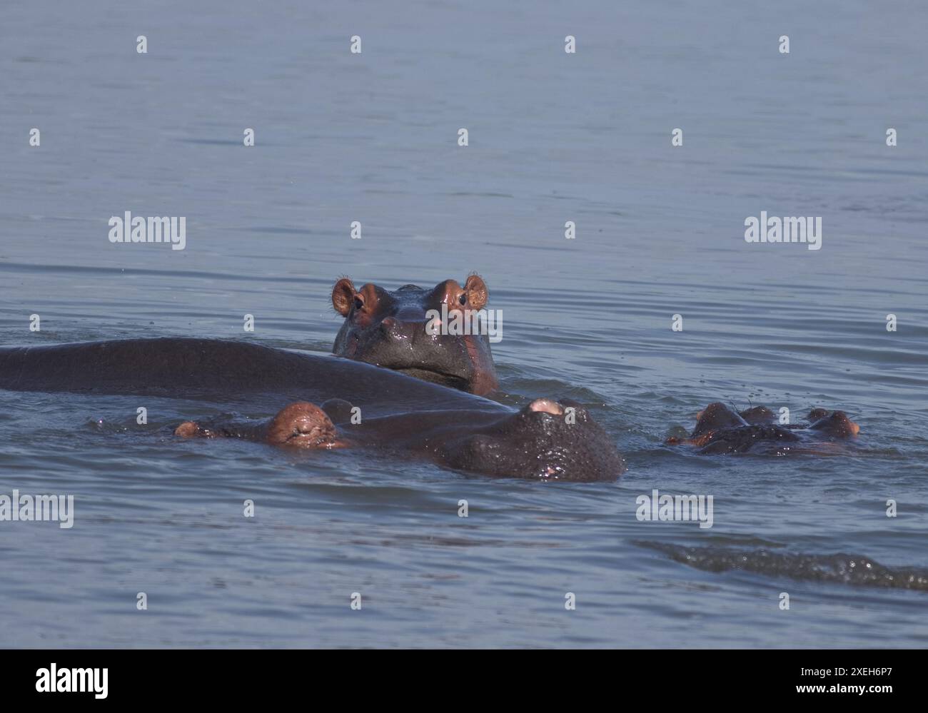 Ippopotami che nuotano e galleggiano nel wate; ippopotamo tori e mucche con la testa fuori dall'acqua; ippopotamo anfibio basso Sabie, Kruger Foto Stock