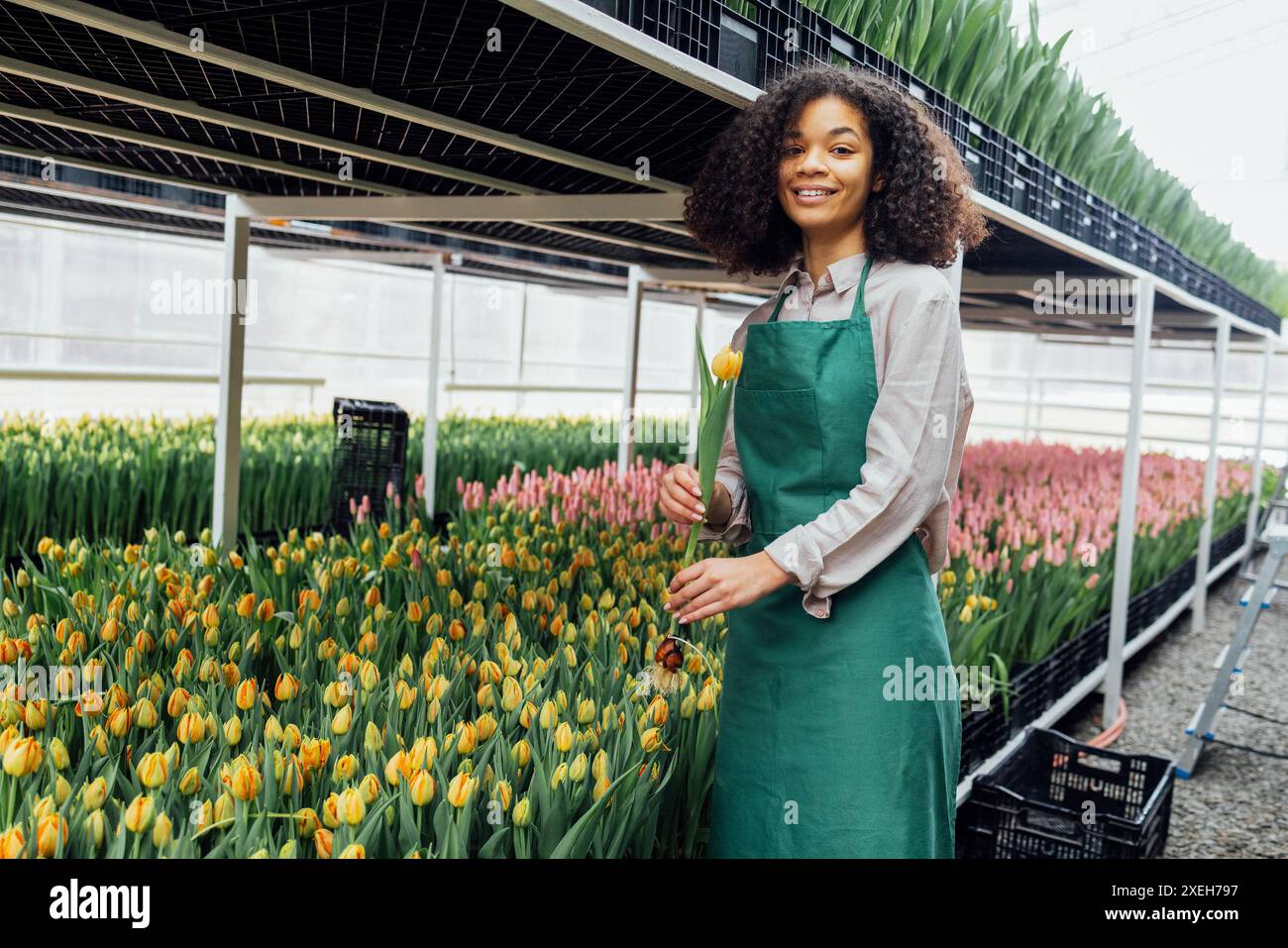 Mani femminili di una ragazza africana in grembiule verde che tiene il tulipano sullo sfondo della serra Foto Stock