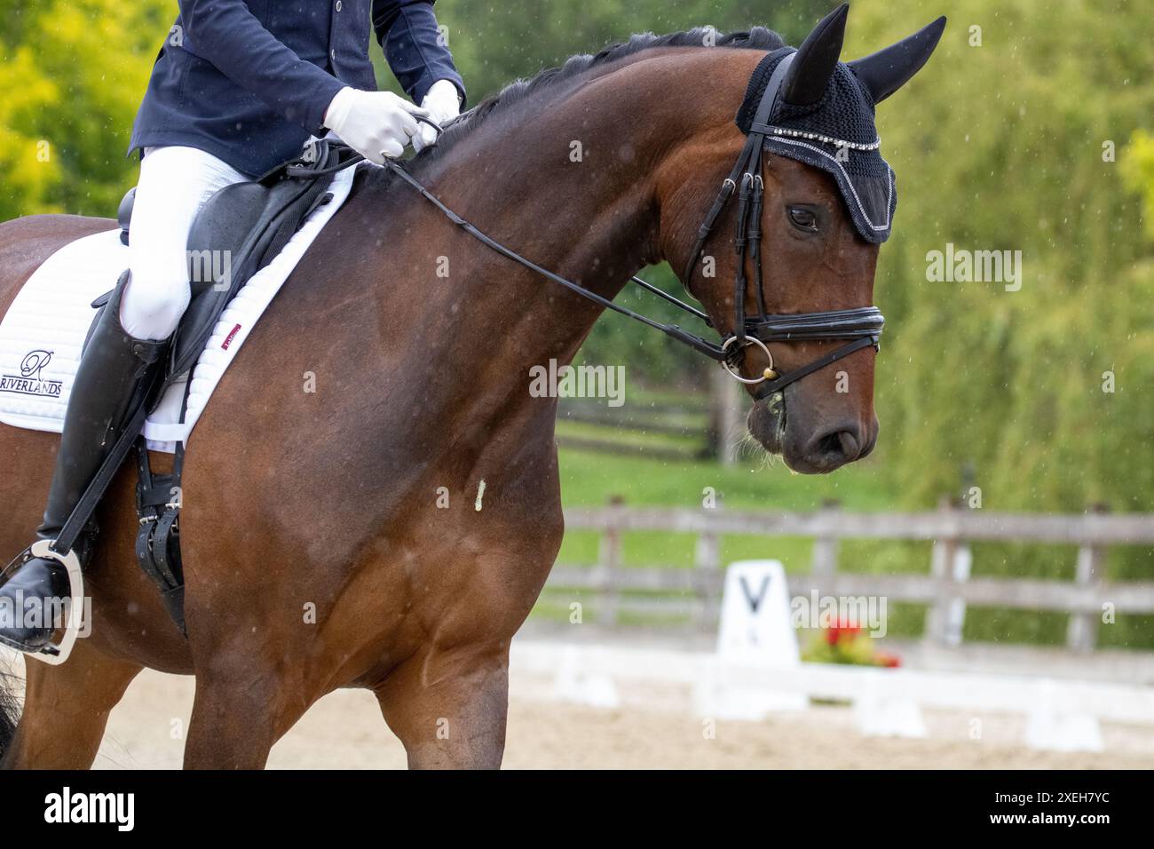 La star nascente nel mondo Dressage Foto Stock