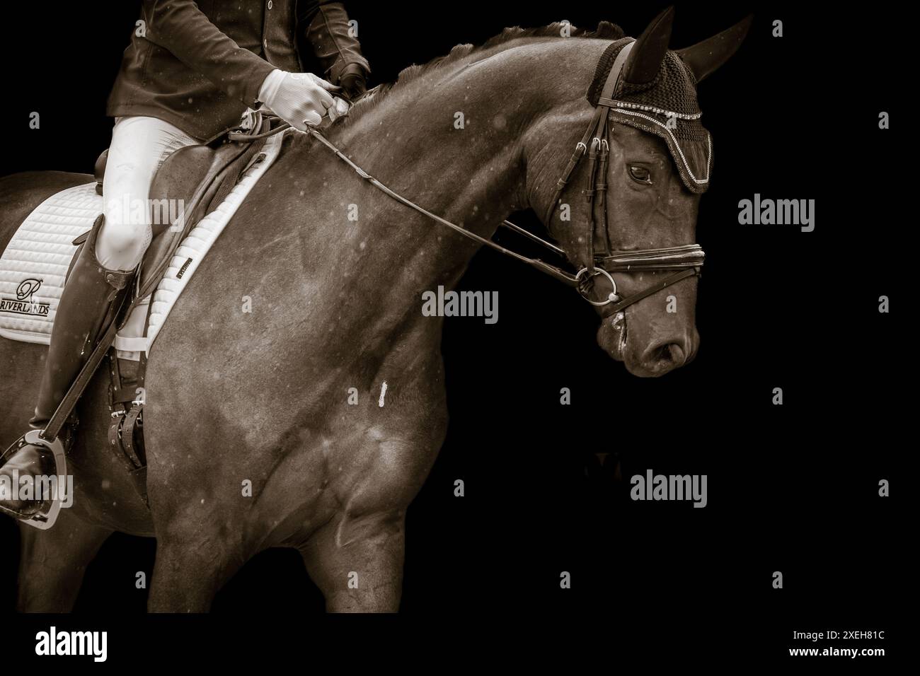 La star nascente nel mondo Dressage Foto Stock