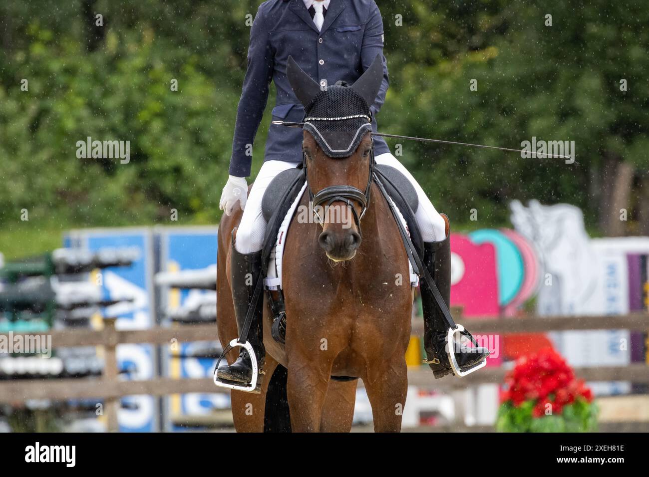 La star nascente nel mondo Dressage Foto Stock