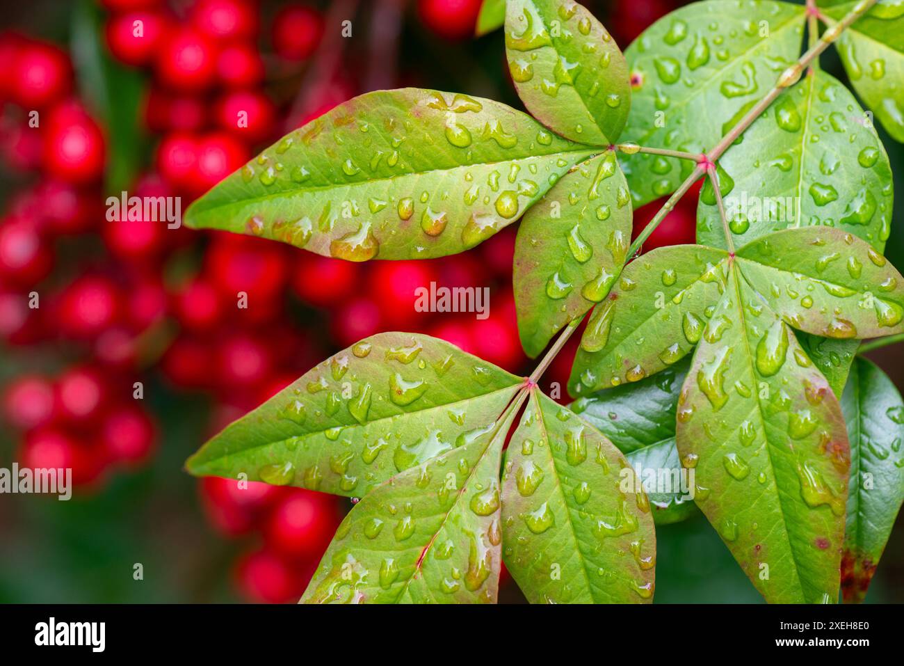 Foglie verdi e sovrapposte di Nandina (Nandina domestica) ricoperte di goccioline d'acqua. Bacche rosse visibili sullo sfondo. Foto Stock