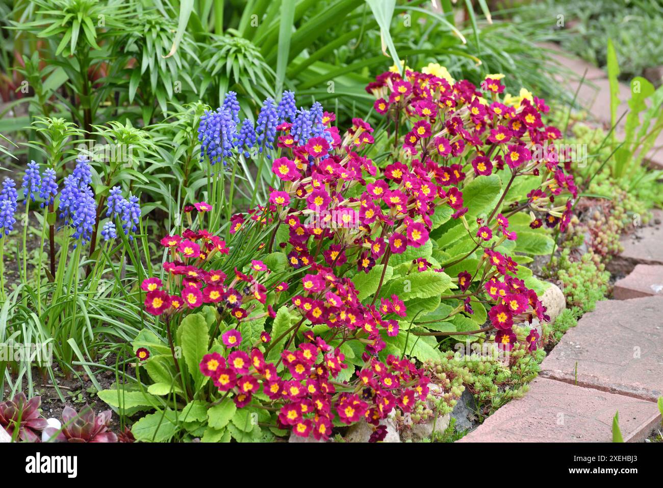 Primula vulgaris e Muscari - un fiore primaverile, primula Foto Stock