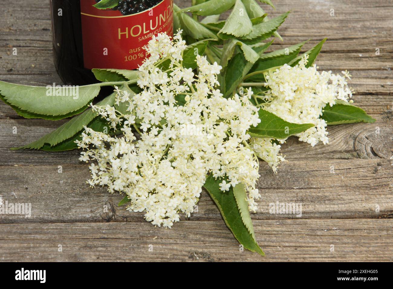 Sambucus nigra, sambuco Foto Stock