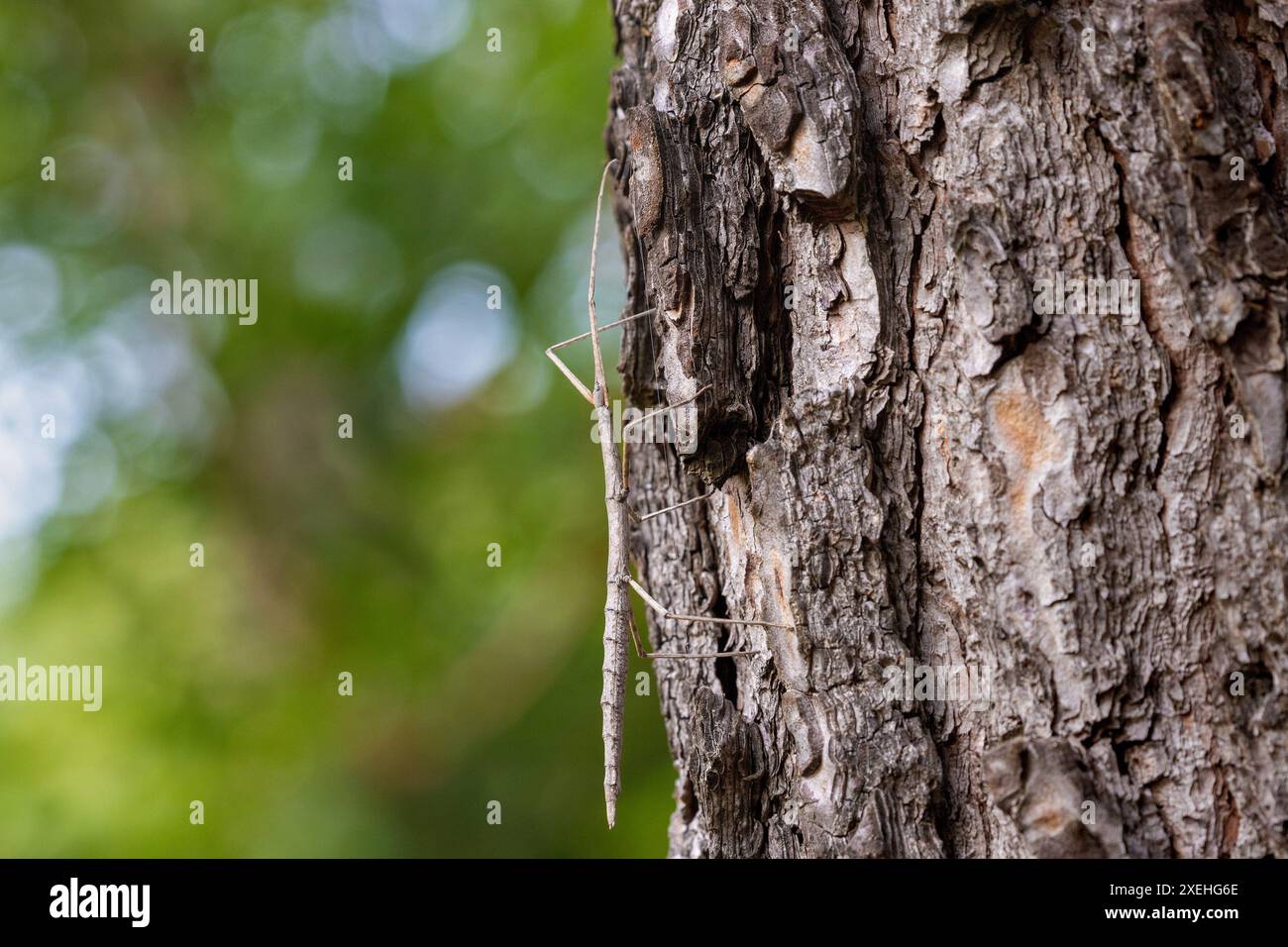 L'insetto bastone europeo (Bacillus rossius) su un pino Foto Stock