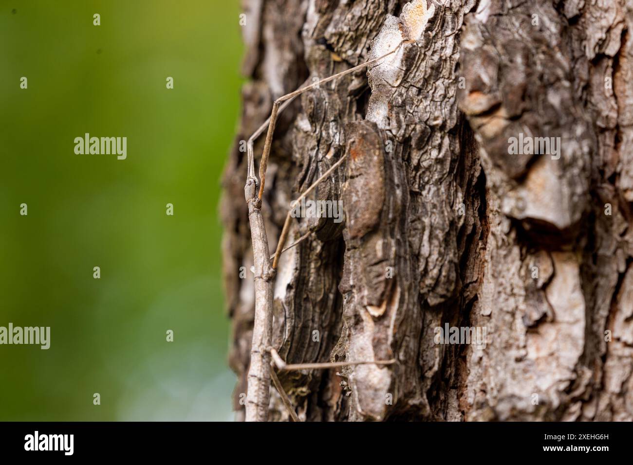 L'insetto bastone europeo (Bacillus rossius) su un pino Foto Stock