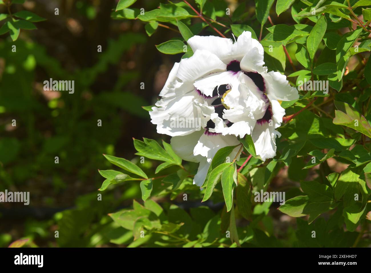 Paeonia suffruticosa Foto Stock