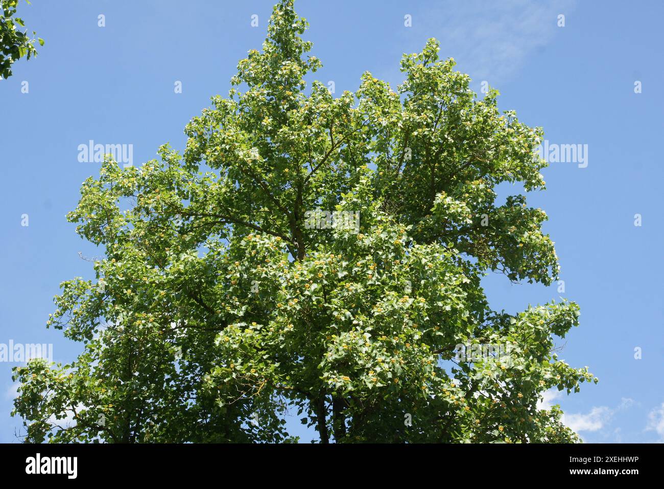 Liriodendron tulipifera, tulipani Foto Stock