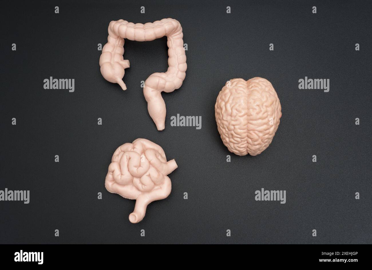 Modelli realistici di cervello umano, intestino crasso e intestino tenue disposti fianco a fianco su uno sfondo scuro. Imparare i sistemi del corpo umano. Foto Stock