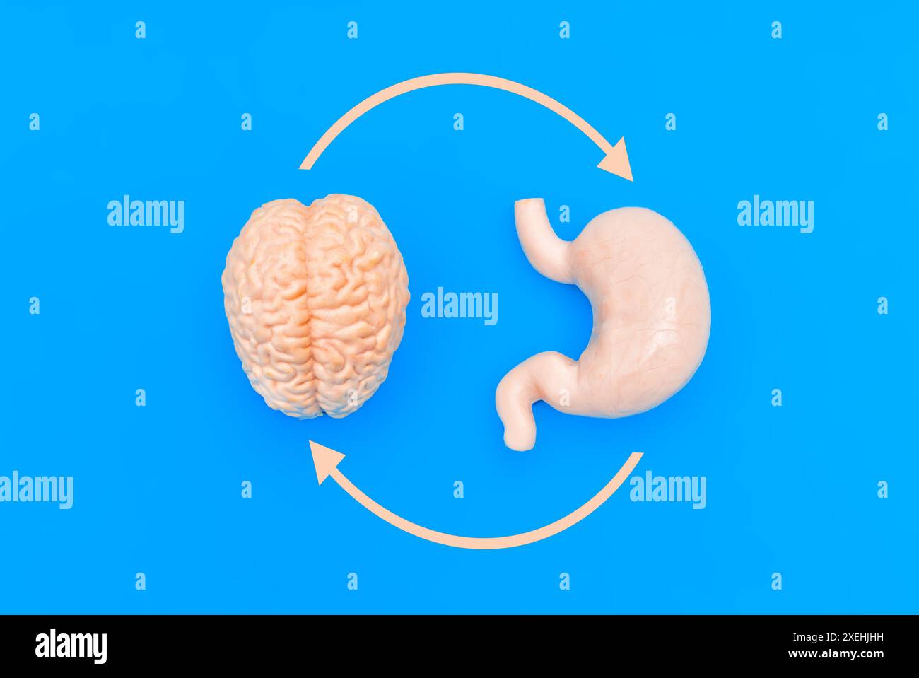 Modello anatomico del cervello e dello stomaco su sfondo blu, collegato da frecce curve, che simboleggiano il ciclo di feedback tra il cervello e il digest Foto Stock