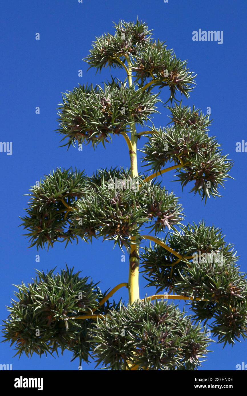 Agave Foto Stock