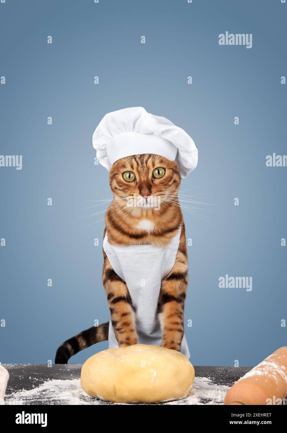 Il gatto è un fornaio in grembiule e un cappello con impasto. Foto Stock