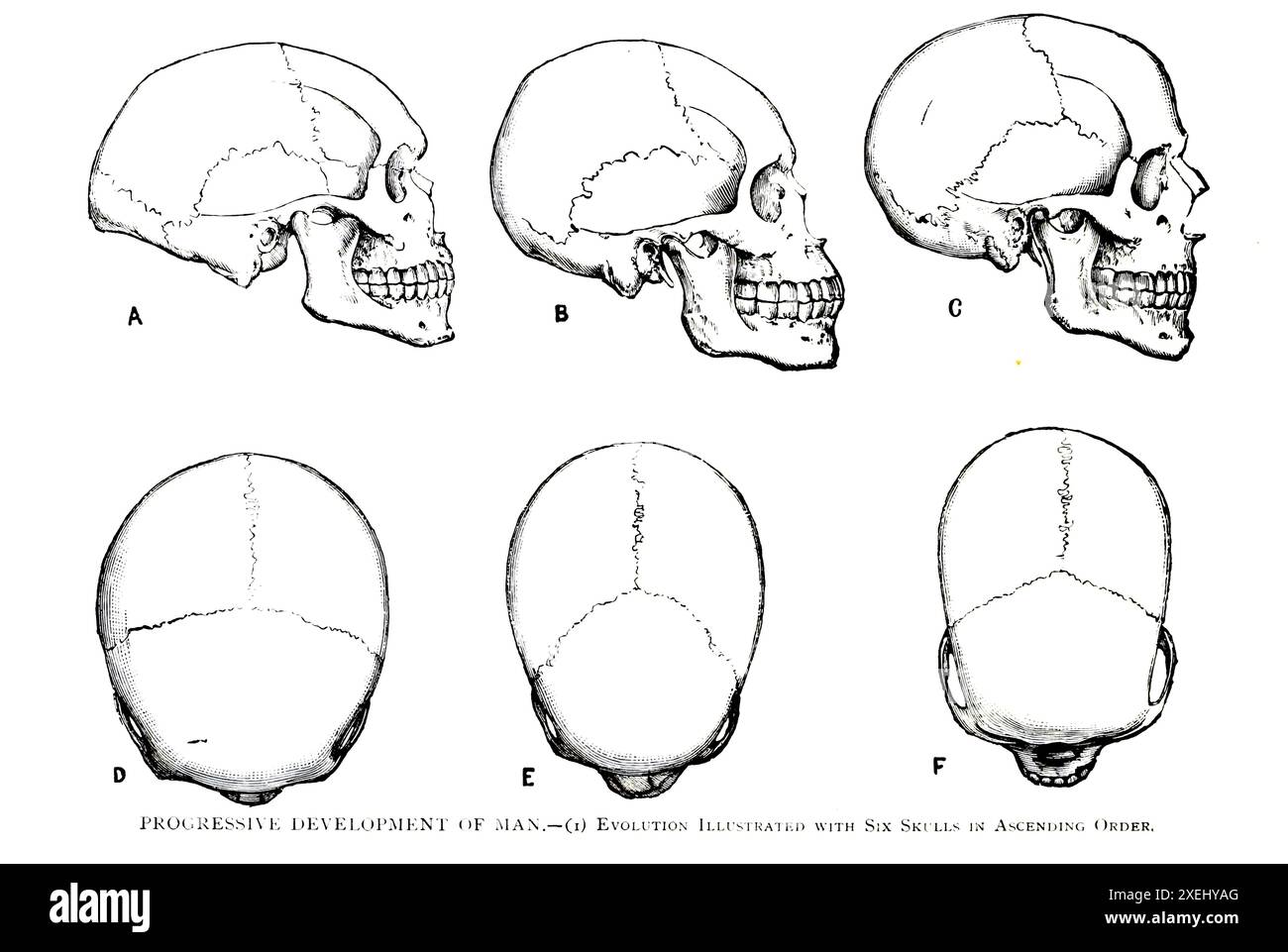SVILUPPO PROGRESSIVO DELL'UOMO. Evoluzione illustrata con sei teschi in ordine ascendente, dal volume 1 della storia universale di Ridpath: Un resoconto dell'origine, della condizione primitiva e dello sviluppo etnico delle grandi razze dell'umanità, e dei principali eventi nell'evoluzione e nel progresso della vita civile tra uomini e nazioni, da fonti recenti e autentiche con un'indagine preliminare sull'ora, il luogo e le modalità dell'inizio di Ridpath, John Clark, 1840-1900 pubblicato nel 1897 Foto Stock