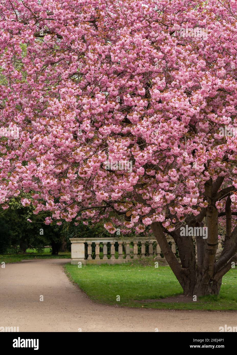 Grande albero rosa sakura nel parco su erba verde. Vicino al sentiero e al recinto di pietra. Giornata di sole. I ciliegi fioriscono. Dresda. Grosse Garten Foto Stock