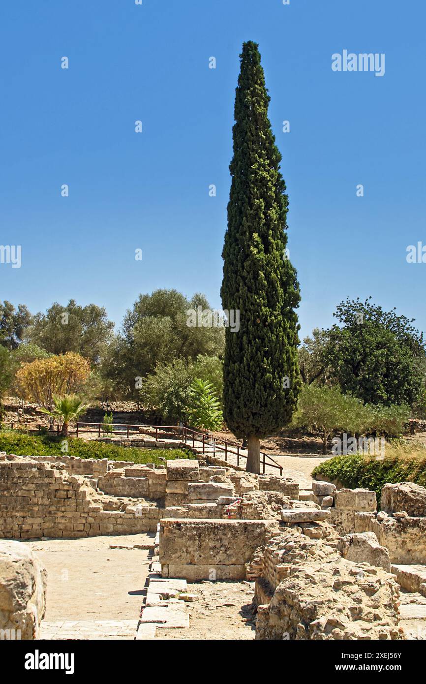 Il cipresso del Mediterraneo Foto Stock