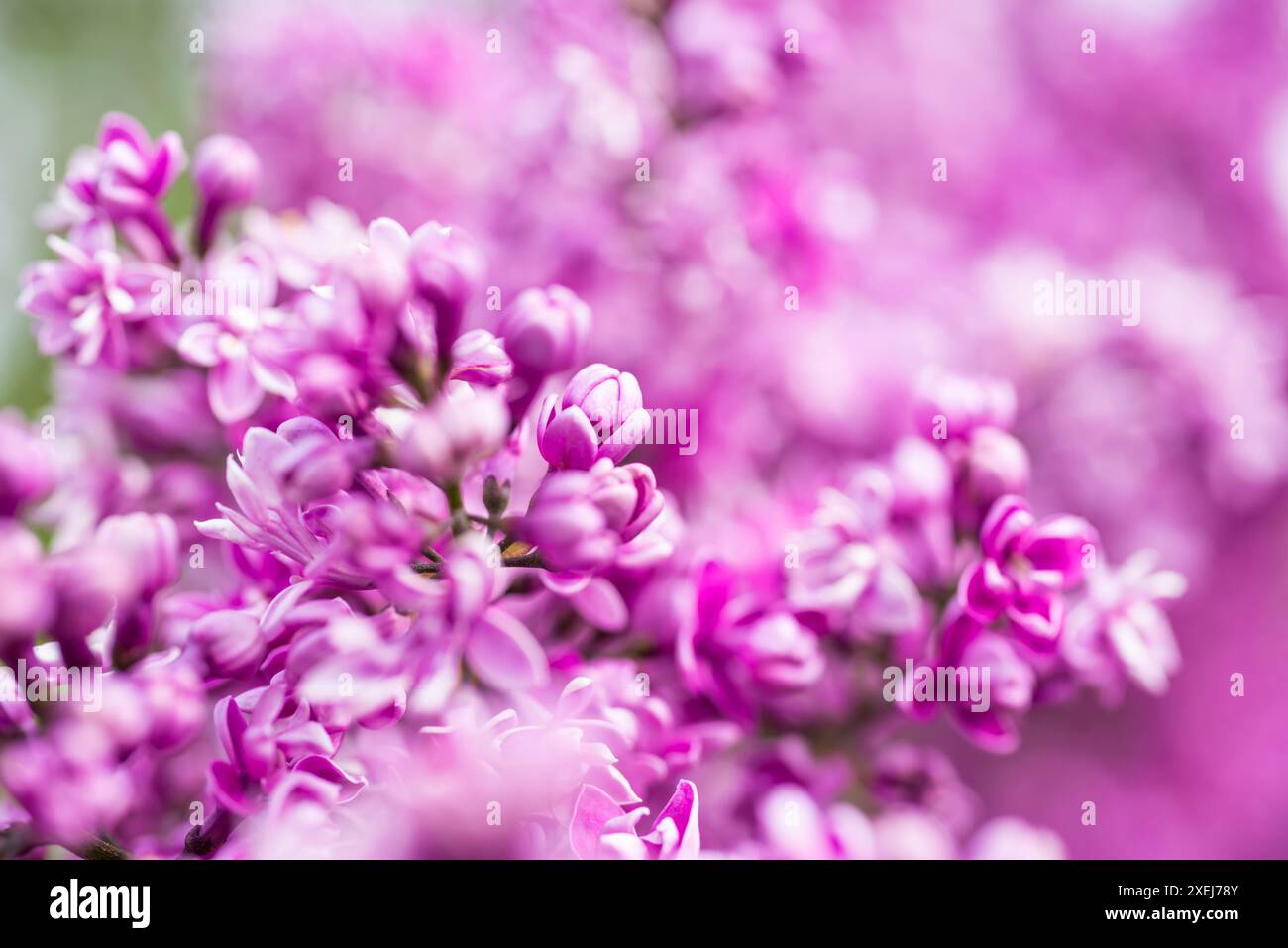 Sfondo macro fiori lilla viola Foto Stock