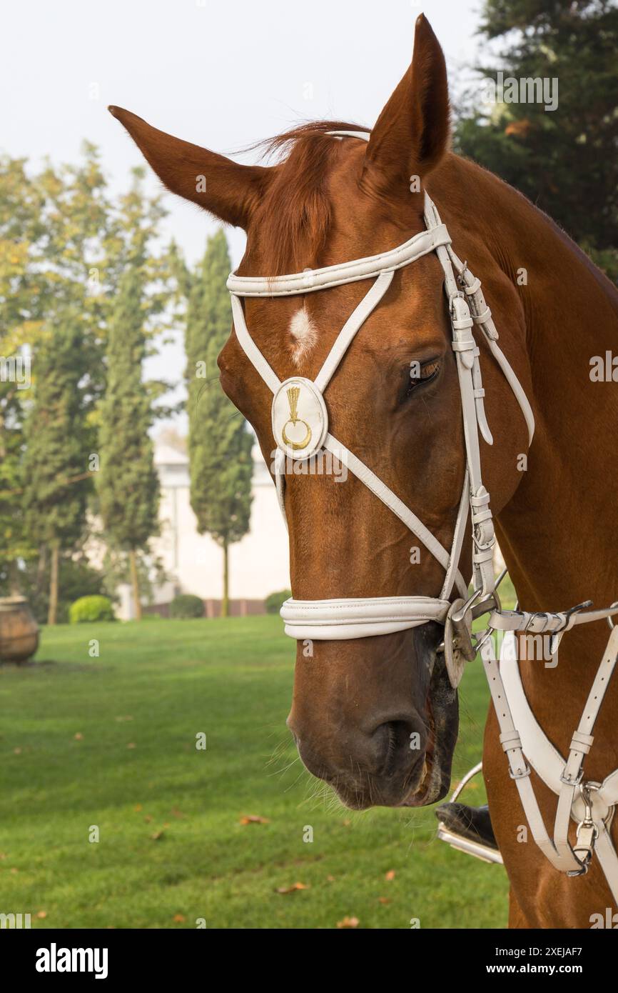 Testa di cavallo stretta fino Foto Stock