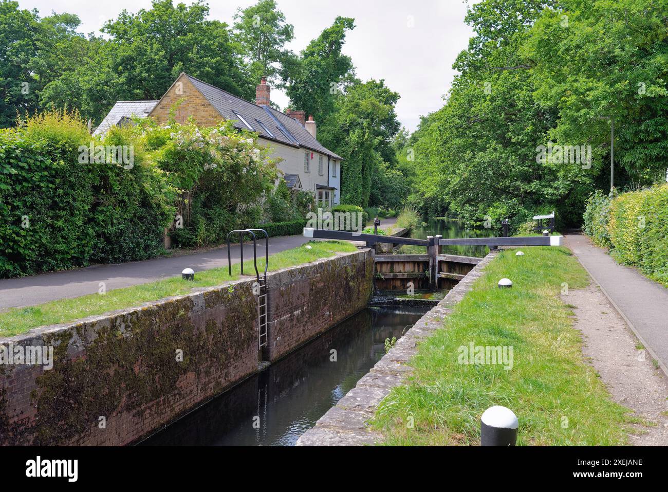 Il canale di Basingstoke e la campagna circostante vicino a West Byfleet Surrey in una giornata estiva, Inghilterra Regno Unito Foto Stock