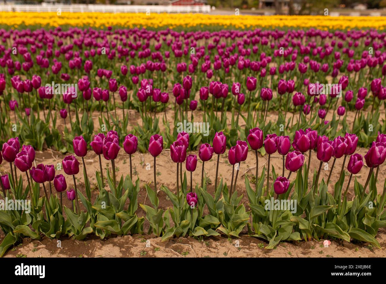 Ampio campo di tulipani viola, il vivace arazzo primaverile Foto Stock